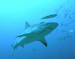 A beautiful caribbean reef shark plus entourage in Roatan. by Shanee Stopnitzky 